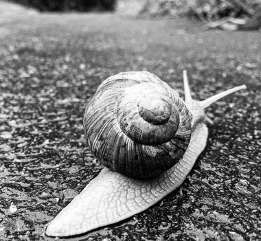 Islak yolda sürünen kabuklu büyük bahçe salyangozu çabuk eve gel, salyangoz Helix, vücudu korumak için sarmalanmış lezzetli yiyeceklerden oluşur, balçık kabuklu doğal hayvan salyangozu, besleyici krema yapar.