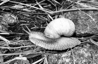 Islak yolda sürünen kabuklu büyük bahçe salyangozu çabuk eve gel, salyangoz Helix, vücudu korumak için sarmalanmış lezzetli yiyeceklerden oluşur, balçık kabuklu doğal hayvan salyangozu, besleyici krema yapar.