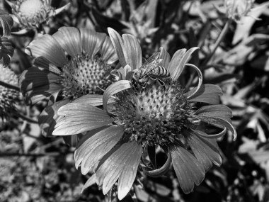 Kanatlı arı yavaşça bitkiye uçar, çiçekten özel arı kovanına bal için nektar toplar, güzel çiçeklerden oluşan bal tokası, arıların bacaklarında sarı polen, tatlı bal nektarı.