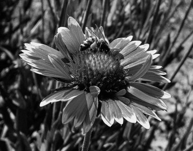 Kanatlı arı yavaşça bitkiye uçar, çiçekten özel arı kovanına bal için nektar toplar, güzel çiçeklerden oluşan bal tokası, arıların bacaklarında sarı polen, tatlı bal nektarı.