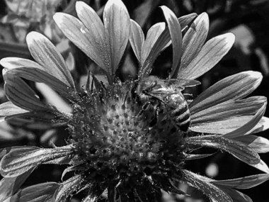 Kanatlı arı yavaşça bitkiye uçar, çiçekten özel arı kovanına bal için nektar toplar, güzel çiçeklerden oluşan bal tokası, arıların bacaklarında sarı polen, tatlı bal nektarı.