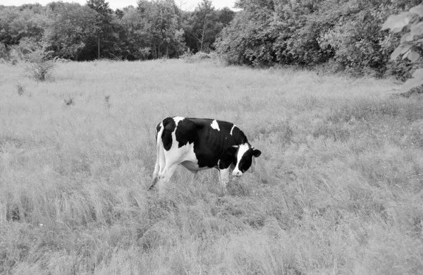 Photography Theme Beautiful Big Milk Cow Grazes Green Meadow Blue — Fotografia de Stock