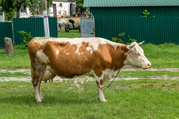 Fotografía Sobre Tema Hermosa Vaca Lechera Pastos Prado Verde Bajo — Foto de Stock