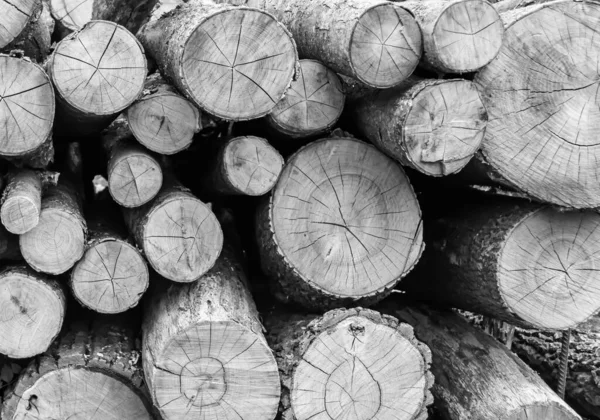 Photography Theme Big Wall Stacked Oak Tree Logs Cracks Photo — Stock Photo, Image