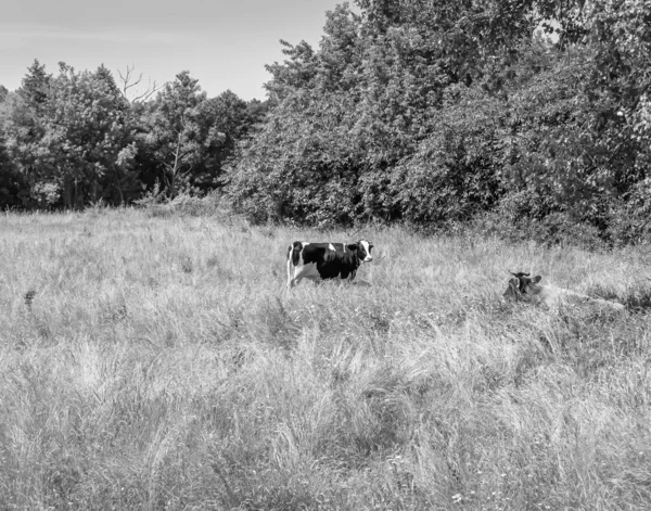 Photography Theme Beautiful Big Milk Cow Grazes Green Meadow Blue — Foto Stock