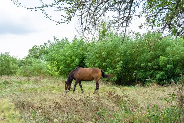 Beau Cheval Brun Sauvage Étalon Sur Prairie Fleurs Été Cheval — Photo