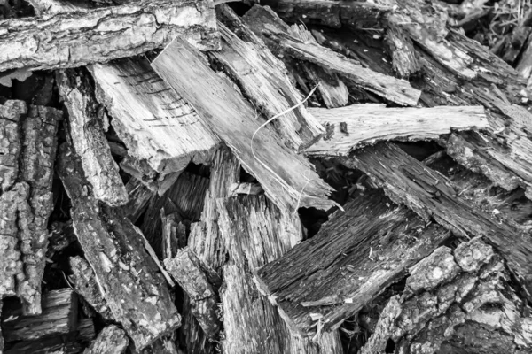 주제가 사진들 떡갈나무로 커다란 자연의 떡갈나무로 이루어진 크기의 줄무늬가 고리에서 — 스톡 사진