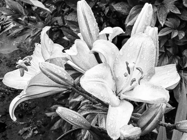 Букет Полевых Цветов Лилия Цветет Саду Естественными Листьями Красивый Букет — стоковое фото