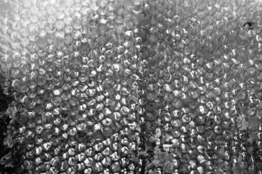 Altın nektarla dolu altıgen bal peteklerinden arı damlayan bal damlası, bal peteği yaz kompozisyonu doğal bal damlası, balmumu çerçeve arısına damlayan bal damlası, bal peteğine damlayan bal damlası