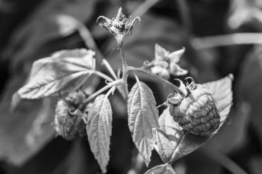 Olgun böğürtlen, kırmızı ahududu, ilaç tedavisi için uzun yaprak, böğürtlen içeren ahududu fotoğrafı, olgun kırmızı tatlı yemek, sağlıkta taze kırmızı ahududu yemek.