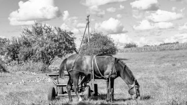Güzel, kahverengi at, yaz aygırı, yeşil çimen yiyen at, ayakta duran uzun yeleli at, açık havada at atı, büyük at atları.