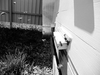 Kanatlı arı yavaşça uçar ve canlı çiçeklerden özel arı kovanına nektar toplar. Arı kovanından, arı kovanından, arı bacağındaki çiçek tozundan, arılara yakın planda arı kovanından oluşan arı kovanından.