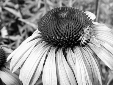 Kanatlı arı yavaşça bitkiye uçar, çiçekten özel arı kovanına bal için nektar toplar, güzel çiçeklerden oluşan bal tokası, arıların bacaklarında sarı polen, tatlı bal nektarı.