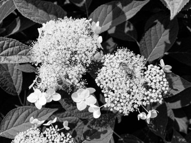 Kanatlı arı yavaşça bitkiye uçar, çiçekten özel arı kovanına bal için nektar toplar, güzel çiçeklerden oluşan bal tokası, arıların bacaklarında sarı polen, tatlı bal nektarı.