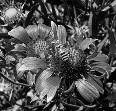 Kanatlı arı yavaşça bitkiye uçar, çiçekten özel arı kovanına bal için nektar toplar, güzel çiçeklerden oluşan bal tokası, arıların bacaklarında sarı polen, tatlı bal nektarı.