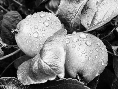 Tema üzerine fotoğraf: Temiz gökyüzü altında doğal yaprakları olan güzel meyve dalı elma ağacı, kırsal alanda meyve dalı elma ağacı, büyük bahçede çiçek dalı elma ağacı.