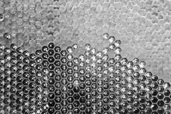 Altın nektarla dolu altıgen bal peteklerinden arı damlayan bal damlası, bal peteği yaz kompozisyonu doğal bal damlası, balmumu çerçeve arısına damlayan bal damlası, bal peteğine damlayan bal damlası