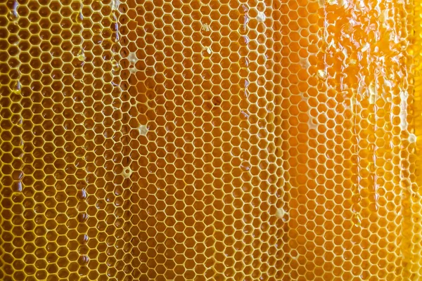 Altın nektarla dolu altıgen bal peteklerinden arı damlayan bal damlası, bal peteği yaz kompozisyonu doğal bal damlası, balmumu çerçeve arısına damlayan bal damlası, bal peteğine damlayan bal damlası