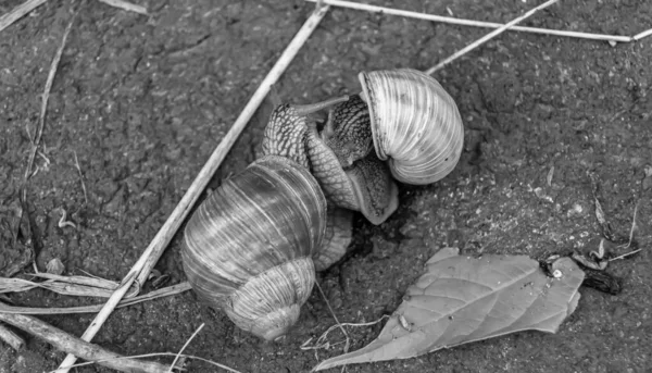 Caracol Grande Jardim Com Casca Rastejando Estrada Molhada Pressa Para — Fotografia de Stock