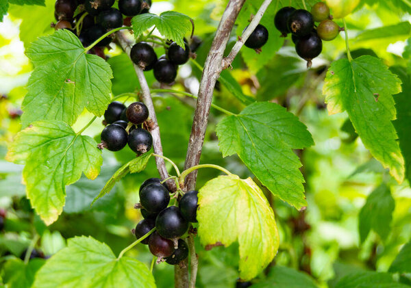 Photography on theme beautiful bush berry black currant with natural leaf under sky, photo consisting of bush berry black currant outdoors in rural, bush berry black currant in big nature farm garden