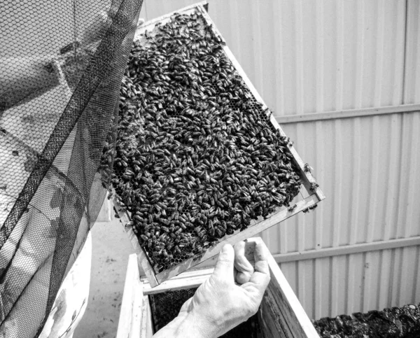 Крилата Бджола Повільно Літає Бджоляра Збирає Нектар Приватній Пасіці Живих — стокове фото