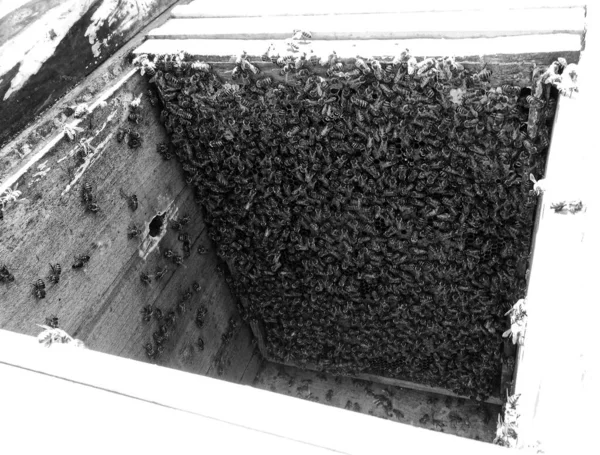 Крилата Бджола Повільно Летить Вулика Щоб Збирати Нектар Приватній Пасіці — стокове фото