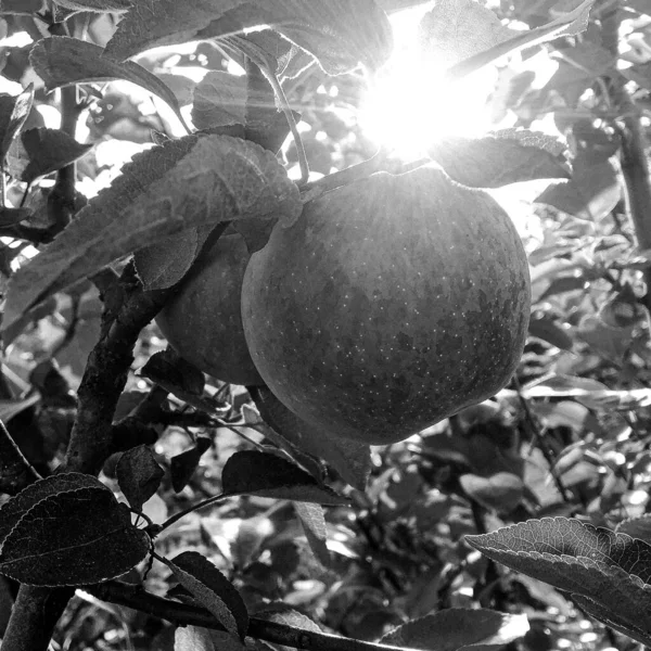 Fotografering Temat Vacker Frukt Gren Äppelträd Med Naturliga Blad Ren — Stockfoto