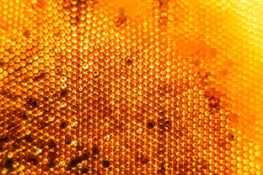 Altın nektarla dolu altıgen bal peteklerinden arı damlayan bal damlası, bal peteği yaz kompozisyonu doğal bal damlası, balmumu çerçeve arısına damlayan bal damlası, bal peteğine damlayan bal damlası