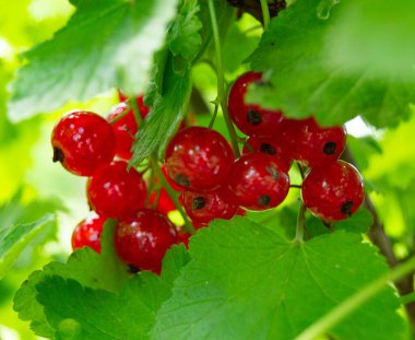 Tema üzerine fotoğraf. Temiz gökyüzü altında doğal yaprağı olan güzel böğürtlen üzümü kırmızısı üzümü. Kırsal alanda üzümlü, kır üzümlü, kızılcık üzümlü, büyük doğa bahçesi bahçesinde fotograf.