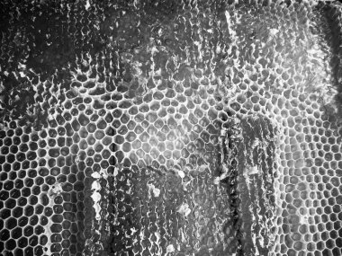 Altın nektarla dolu altıgen bal peteklerinden arı damlayan bal damlası, bal peteği yaz kompozisyonu doğal bal damlası, balmumu çerçeve arısına damlayan bal damlası, bal peteğine damlayan bal damlası