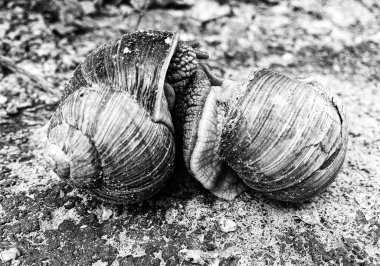 Islak yolda sürünen kabuklu büyük bahçe salyangozu çabuk eve gel, salyangoz Helix, vücudu korumak için sarmalanmış lezzetli yiyeceklerden oluşur, balçık kabuklu doğal hayvan salyangozu, besleyici krema yapar.