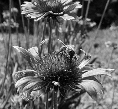 Kanatlı arı yavaşça bitkiye uçar, çiçekten özel arı kovanına bal için nektar toplar, güzel çiçeklerden oluşan bal tokası, arıların bacaklarında sarı polen, tatlı bal nektarı.