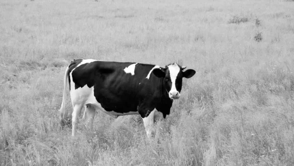 Photography Theme Beautiful Big Milk Cow Grazes Green Meadow Blue — 图库照片
