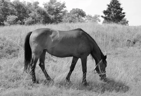 Beautiful Wild Brown Horse Stallion Summer Flower Meadow Equine Eating — Stock Photo, Image