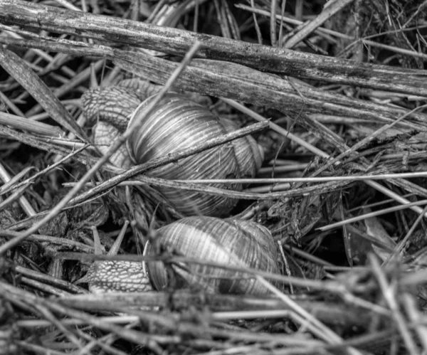 Islak yolda sürünen kabuklu büyük bahçe salyangozu çabuk eve gel, salyangoz Helix, vücudu korumak için sarmalanmış lezzetli yiyeceklerden oluşur, balçık kabuklu doğal hayvan salyangozu, besleyici krema yapar.