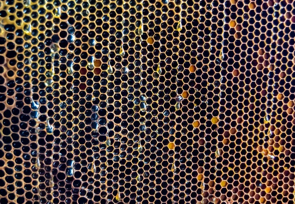 Altın nektarla dolu altıgen bal peteklerinden arı damlayan bal damlası, bal peteği yaz kompozisyonu doğal bal damlası, balmumu çerçeve arısına damlayan bal damlası, bal peteğine damlayan bal damlası