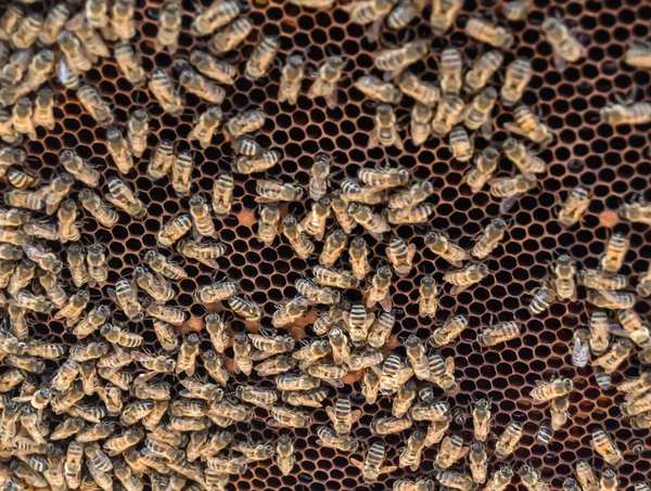 Abstract Hexagon Structure Honeycomb Bee Hive Filled Golden Honey Honeycomb — Stockfoto