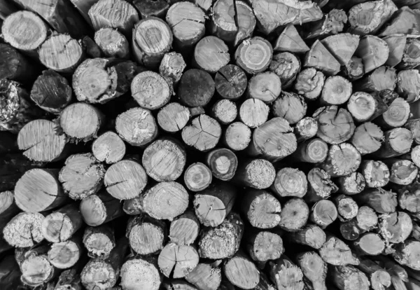 テーマに関する写真スタックオークの木のログの大きな壁に亀裂 自然の背景に古いオークの木のログで構成される写真 ストライプの様々なサイズのテクスチャラウンド年間リングからオークの木のログ — ストック写真