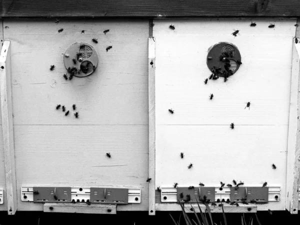 Winged Bee Slowly Flies Beehive Collect Nectar Private Apiary Live — Stock Photo, Image