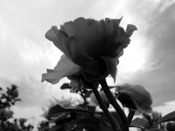 Bouquet Wildflowers Prickly Rose Blooming Garden Natural Leaves Bouquet Wildflowers — Stock Photo, Image