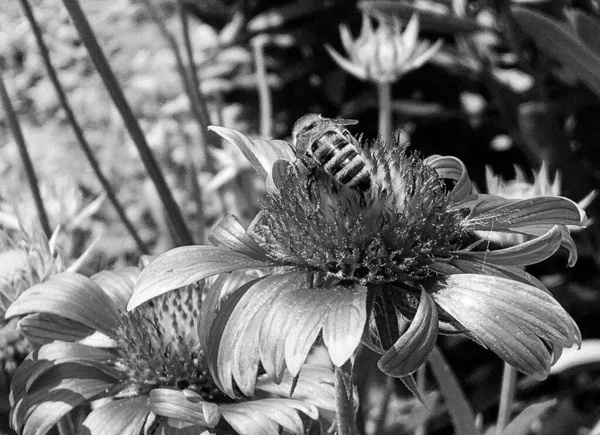 Abeja Alada Vuela Lentamente Planta Recoge Néctar Para Miel Colmenar — Foto de Stock