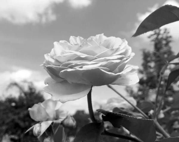 Strauß Wildblumen Stachelige Rose Blüht Garten Mit Natürlichen Blättern Strauß — Stockfoto