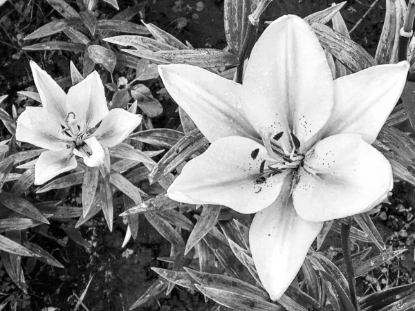 Μπουκέτο Αγριολούλουδα Κρίνος Ανθίζει Στον Κήπο Φυσικά Φύλλα Όμορφο Μπουκέτο — Φωτογραφία Αρχείου
