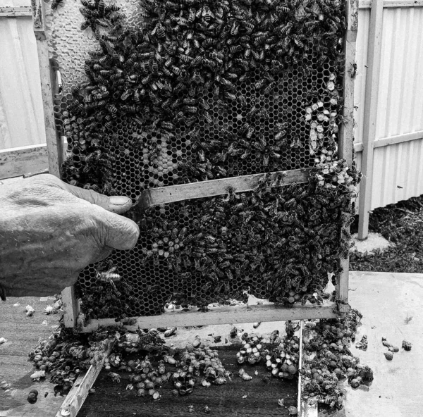 Крылатая Пчела Медленно Летит Пчеловоду Собирать Нектар Частной Пасеке Живых — стоковое фото