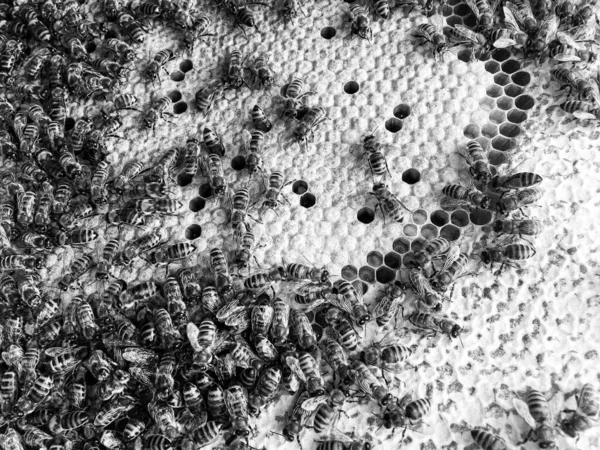 Abstract Hexagon Structure Honeycomb Bee Hive Filled Golden Honey Honeycomb — Stockfoto