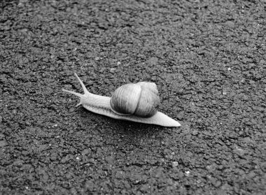 Islak yolda sürünen kabuklu büyük bahçe salyangozu çabuk eve gel, salyangoz Helix, vücudu korumak için sarmalanmış lezzetli yiyeceklerden oluşur, balçık kabuklu doğal hayvan salyangozu, besleyici krema yapar.