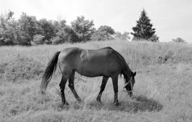 Güzel, kahverengi at, yaz aygırı, yeşil çimen yiyen at, ayakta duran uzun yeleli at, açık havada at atı, büyük at atları.