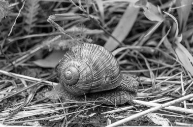 Islak yolda sürünen kabuklu büyük bahçe salyangozu çabuk eve gel, salyangoz Helix, vücudu korumak için sarmalanmış lezzetli yiyeceklerden oluşur, balçık kabuklu doğal hayvan salyangozu, besleyici krema yapar.