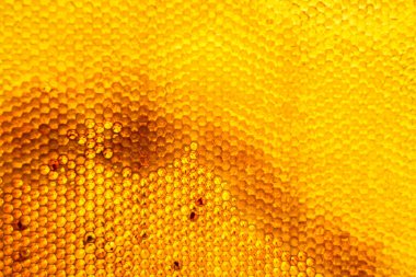 Altın nektarla dolu altıgen bal peteklerinden arı damlayan bal damlası, bal peteği yaz kompozisyonu doğal bal damlası, balmumu çerçeve arısına damlayan bal damlası, bal peteğine damlayan bal damlası