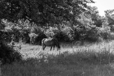 Güzel, kahverengi at, yaz aygırı, yeşil çimen yiyen at, ayakta duran uzun yeleli at, açık havada at atı, büyük at atları.
